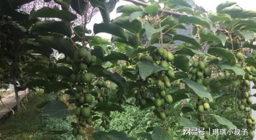 智慧果園主人的選擇 為何少喝一頓酒也要種這棵果樹(shù)？