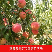 2019年果樹(shù)種苗價(jià)格全解析 批發(fā)市場(chǎng)走勢(shì)與園林網(wǎng)報(bào)價(jià)參考